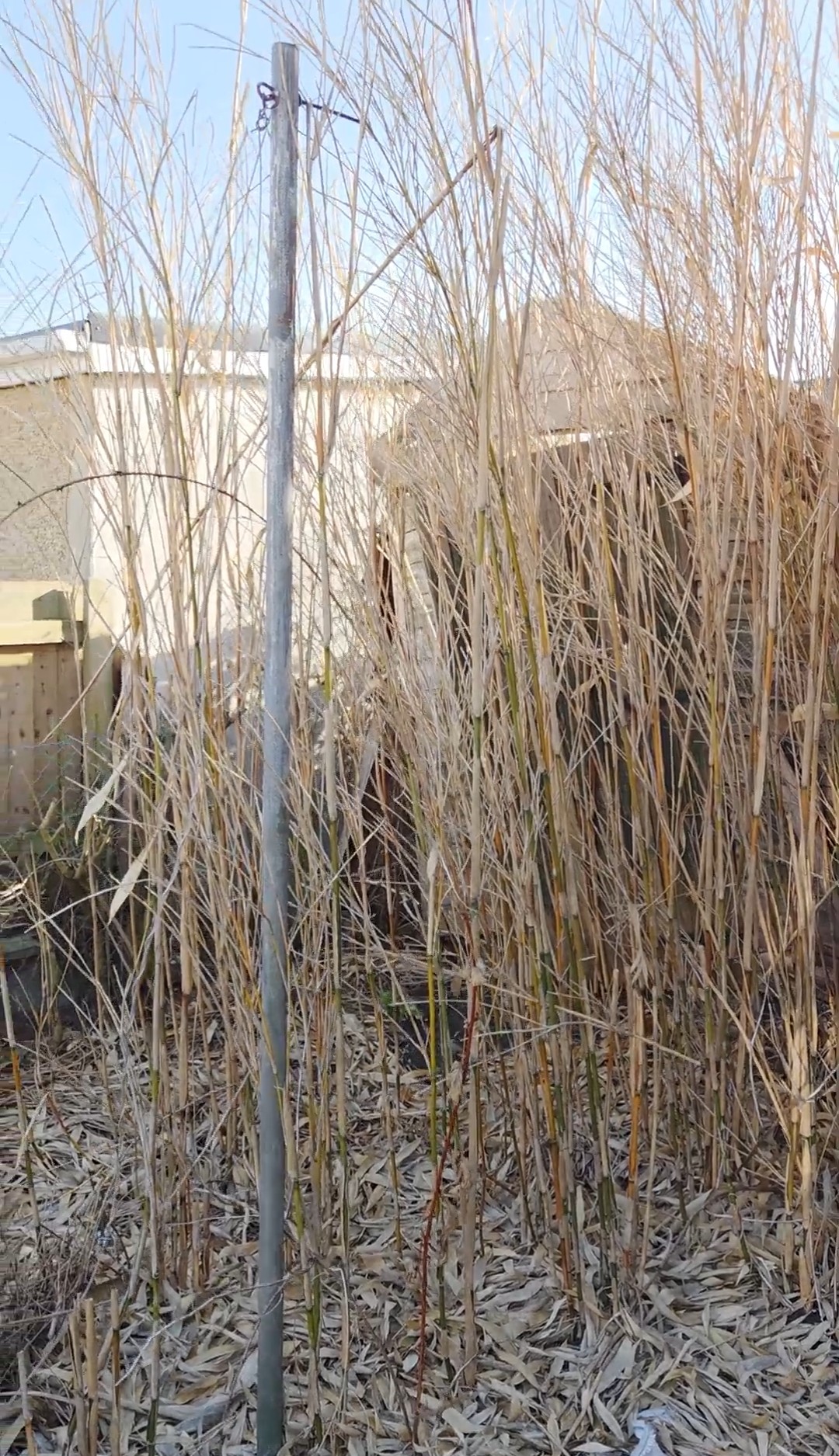 Bamboo overgrowth before clearance